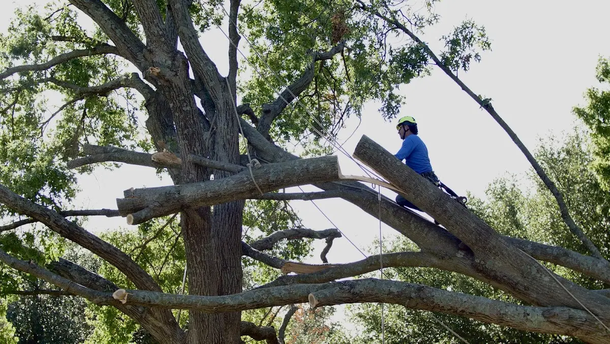 Professional Crown Thinning performed by certified arborists in Camden